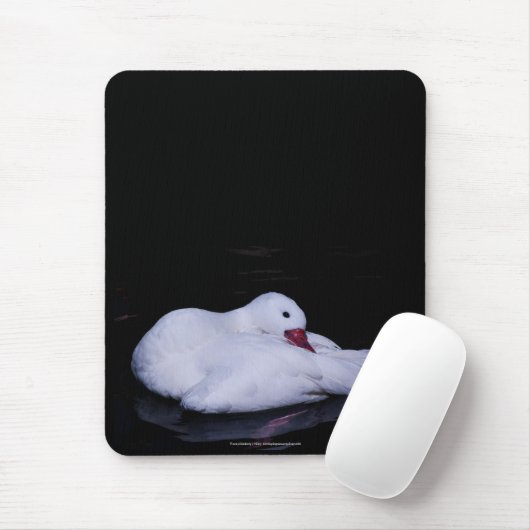 Coscoroba Swan P3442 Mousepad (Mit Mouse)