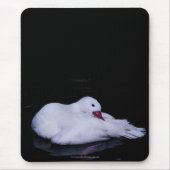 Coscoroba Swan P3442 Mousepad (Vorne)