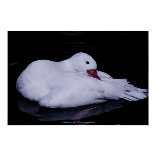 Coscoroba Swan P3442 Poster (Vorderseite)