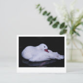 Coscoroba Swan P3442 Postkarte (Stehend Vorderseite)