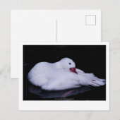 Coscoroba Swan P3442 Postkarte (Vorne/Hinten)