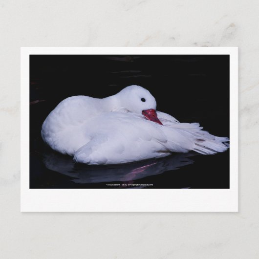 Coscoroba Swan P3442 Postkarte (Vorderseite)