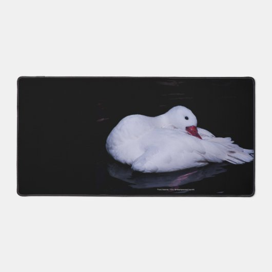 Coscoroba Swan P3442 Schreibtischunterlage (Vorderseite)