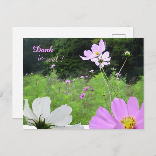 Cosmea, Wild Blume Field Danke Postcard Postkarte (Vorne/Hinten)