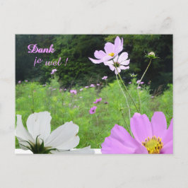 Cosmea, Wild Blume Field Danke Postcard Postkarte