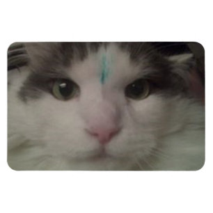 Cosmo 3 Gewohnheits-Magnet Magnet