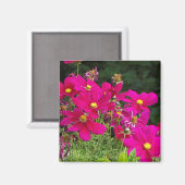 Cosmo-Blume-Magnet Magnet (Vorderseite/Rückseite)