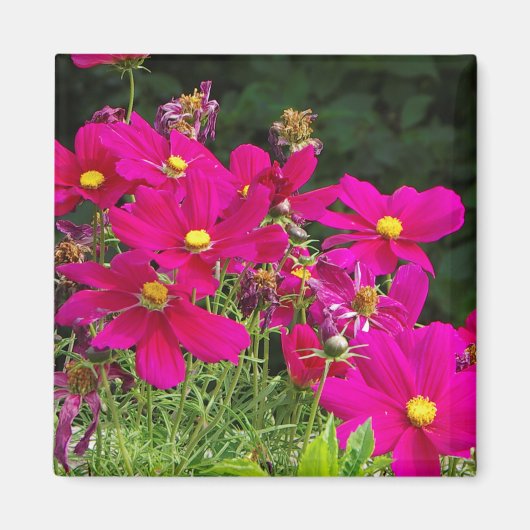 Cosmo-Blume-Magnet Magnet (Vorne)