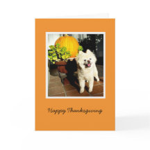 Cosmo der Welpe Erntedank