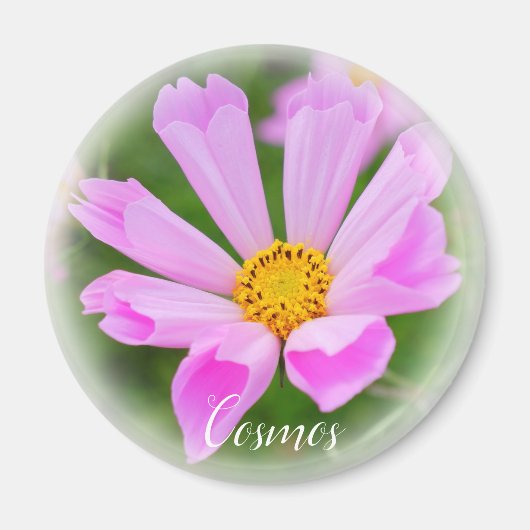 Cosmos グ ネ magnet (Vorne)