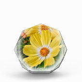 Cosmos フォトブロック fotoblock (Vorderseite)