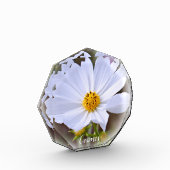 Cosmos フォトブロック fotoblock (Links)