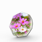 Cosmos フォトブロック fotoblock (Links)