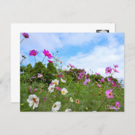 Cosmos ポストカード postkarte