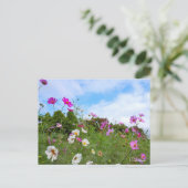 Cosmos ポストカード postkarte (Stehend Vorderseite)