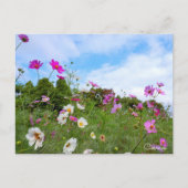 Cosmos ポストカード postkarte (Vorderseite)