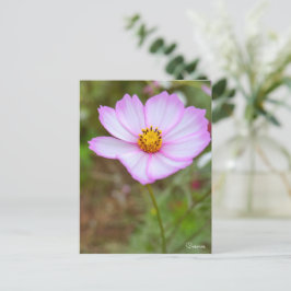 Cosmos ポストカード postkarte