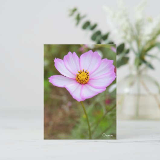 Cosmos ポストカード postkarte (Stehend Vorderseite)
