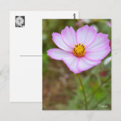 Cosmos ポストカード postkarte (Vorne/Hinten)