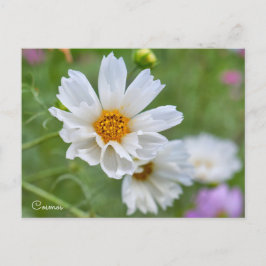 Cosmos ポストカード postkarte