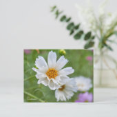 Cosmos ポストカード postkarte (Stehend Vorderseite)