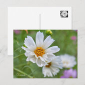 Cosmos ポストカード postkarte (Vorne/Hinten)