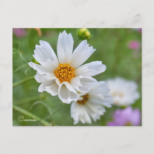 Cosmos ポストカード postkarte (Vorderseite)