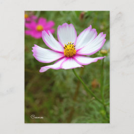 Cosmos ポストカード postkarte