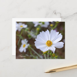 Cosmos ポストカード postkarte