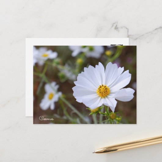 Cosmos ポストカード postkarte (Vorderseite/Rückseite Beispiel)