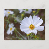 Cosmos ポストカード postkarte (Vorderseite)