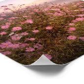 Cosmos at Quiet Dawn – Soft Morning Meadow  Poster (Ecke)