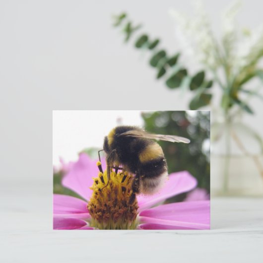 Cosmos bipinnatus postkarte (Stehend Vorderseite)