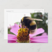 Cosmos bipinnatus postkarte (Vorne/Hinten)