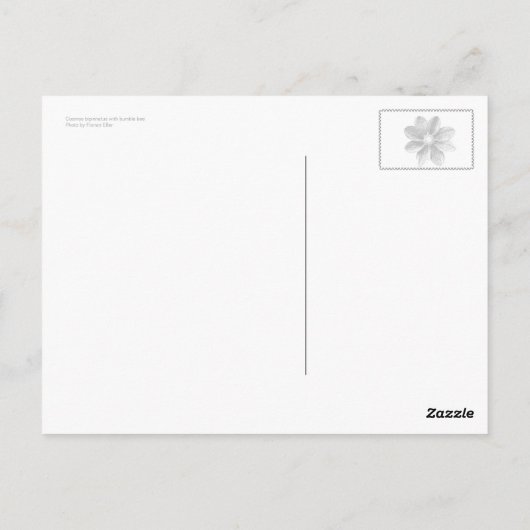 Cosmos bipinnatus postkarte (Rückseite)