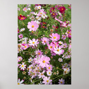 Cosmos Blume (Bidens Formosa). Kirkwood Poster
