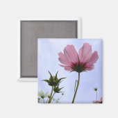 Cosmos Blume Magnet (Vorderseite/Rückseite)