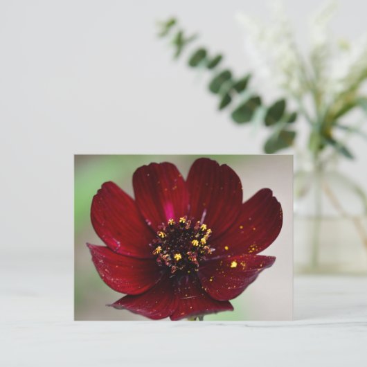 Cosmos-Blume mit farbigen Schokoladen Postkarte (Stehend Vorderseite)