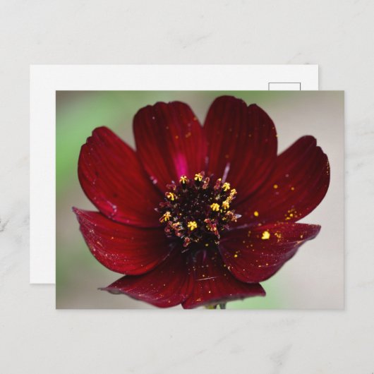 Cosmos-Blume mit farbigen Schokoladen Postkarte (Vorne/Hinten)