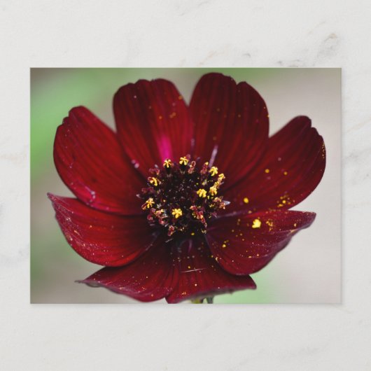 Cosmos-Blume mit farbigen Schokoladen Postkarte (Vorderseite)