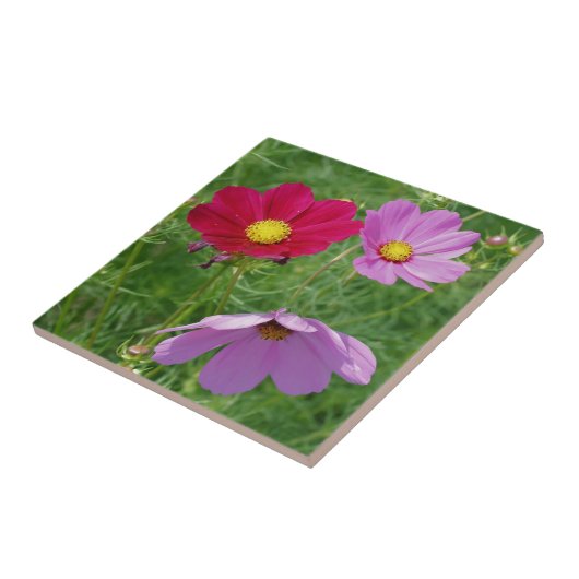 Cosmos Blume Trio Nature Fliese (Seite)