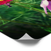 Cosmos Daisy Blume Trio Poster (Ecke)