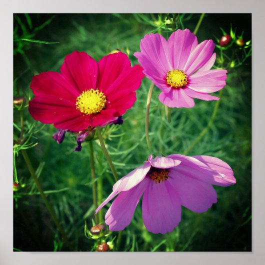 Cosmos Daisy Blume Trio Poster (Vorne)
