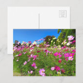 Cosmos Field [Postcard] Postkarte (Vorne/Hinten)