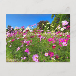 Cosmos Field [Postcard] Postkarte