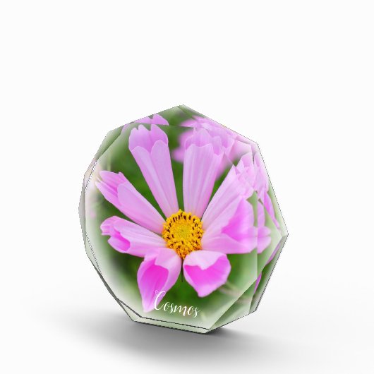 Cosmos Fotoblock (Rechts)