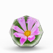 Cosmos Fotoblock (Vorderseite)