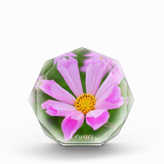 Cosmos Fotoblock (Vorderseite)