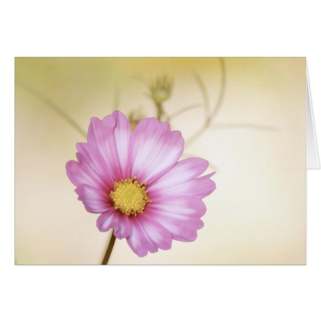 Cosmos Pastel (Vorderseite (Horizontal))