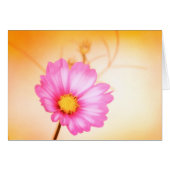 Cosmos Pastel - Sangria (Vorderseite (Horizontal))